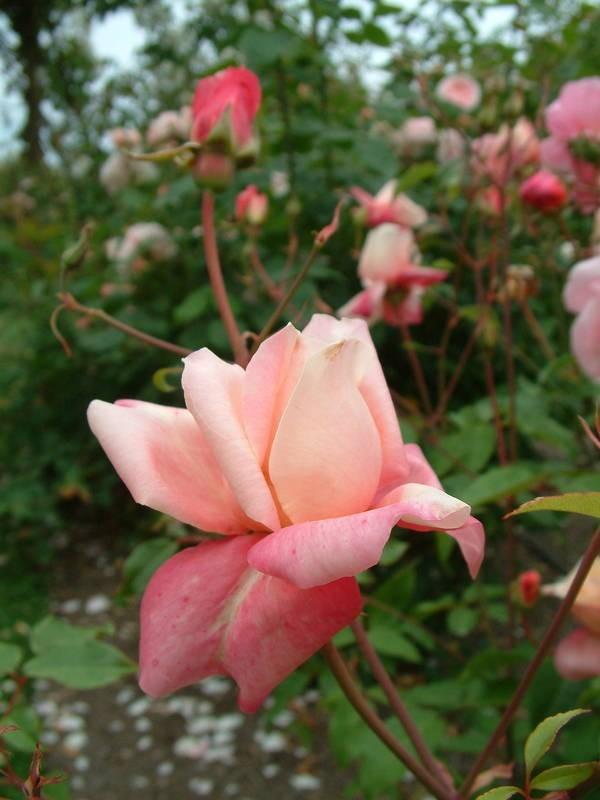 Photo of Tea Rose (Rosa 'Rosette Delizy') uploaded by Calif_Sue