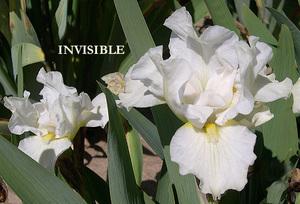 Photo of Standard Dwarf Bearded Iris (Iris 'Invisible') uploaded by Calif_Sue