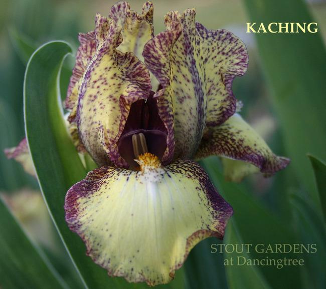 Photo of Standard Dwarf Bearded Iris (Iris 'Kaching') uploaded by Calif_Sue