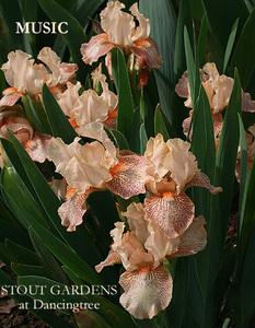 Photo of Standard Dwarf Bearded Iris (Iris 'Music') uploaded by Calif_Sue