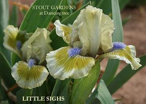 Photo of Standard Dwarf Bearded Iris (Iris 'Little Sighs') uploaded by Calif_Sue