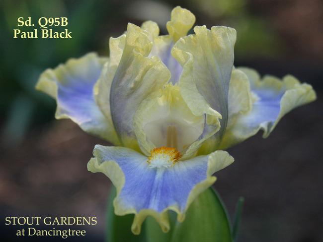 Photo of Standard Dwarf Bearded Iris (Iris 'My Cher') uploaded by Calif_Sue