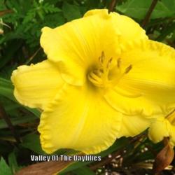 
Photo Courtesy of Valley Of The Daylilies. Used with Permission.