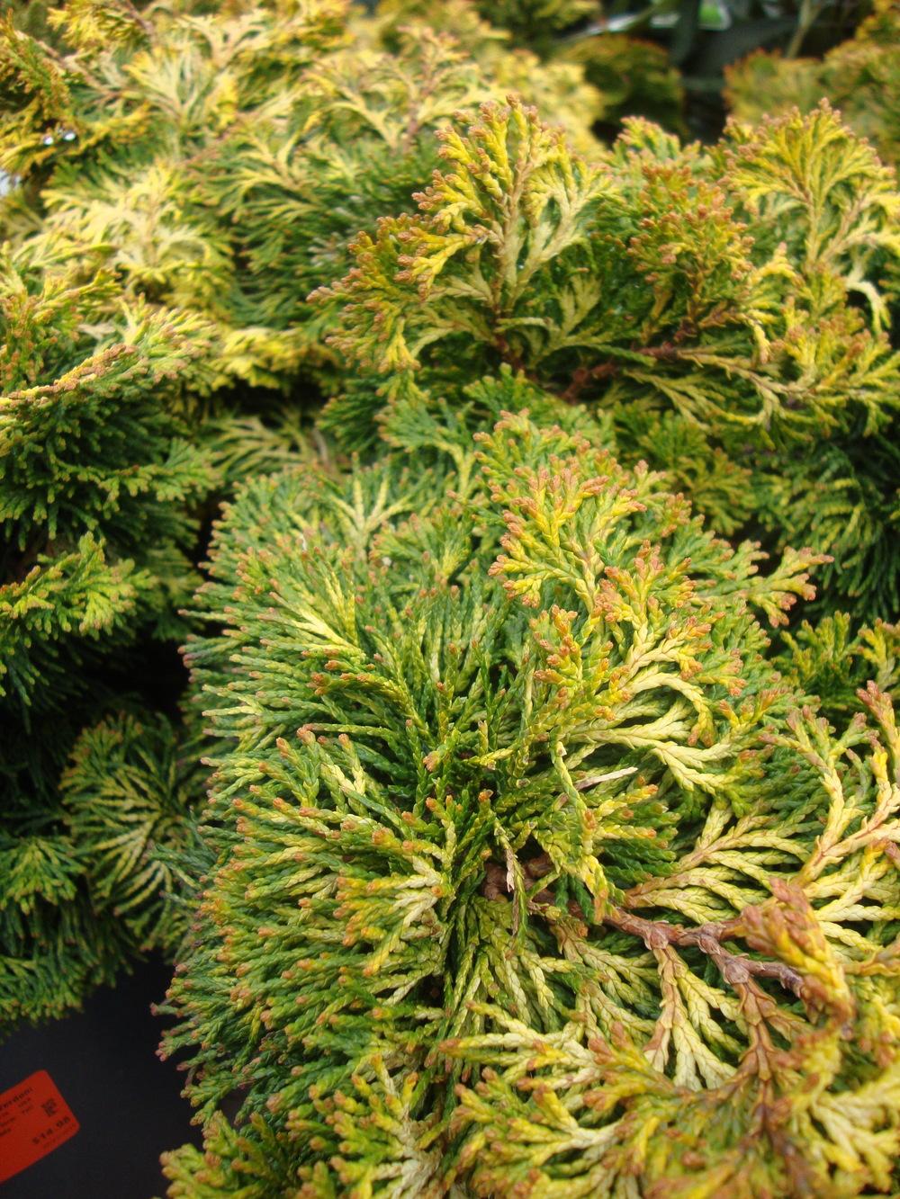 Photo of Hinoki Cypress (Chamaecyparis obtusa 'Verdon') uploaded by Paul2032