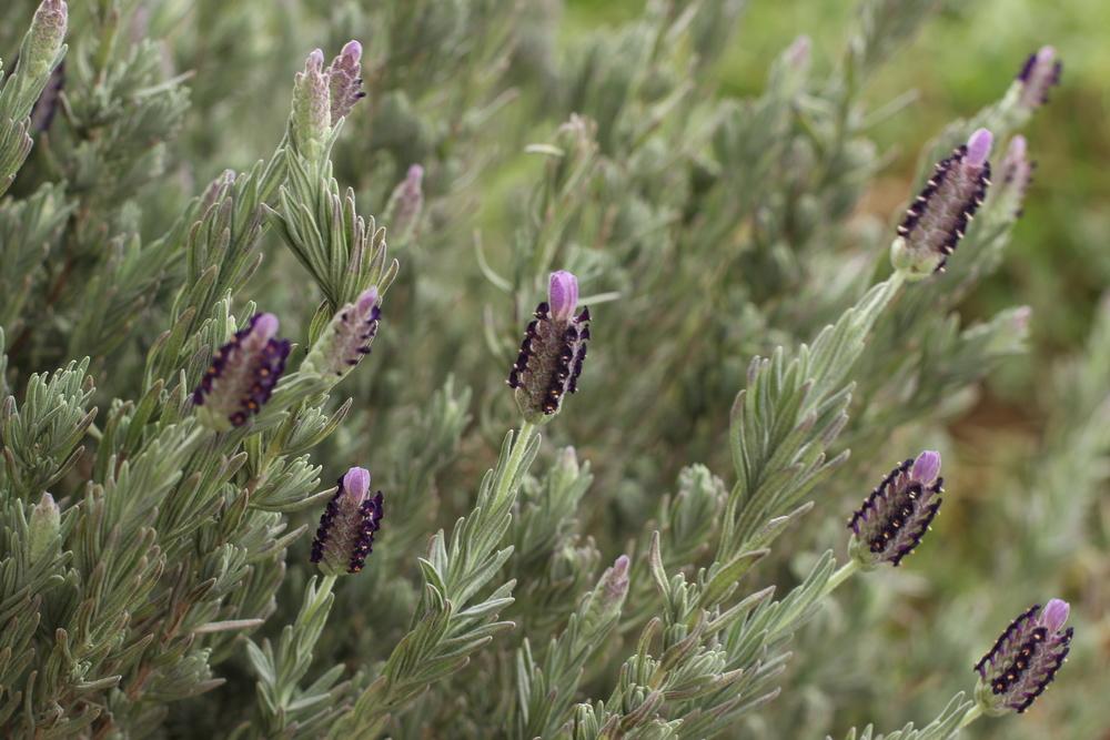 Photo of Spanish Lavender (Lavandula stoechas) uploaded by dave