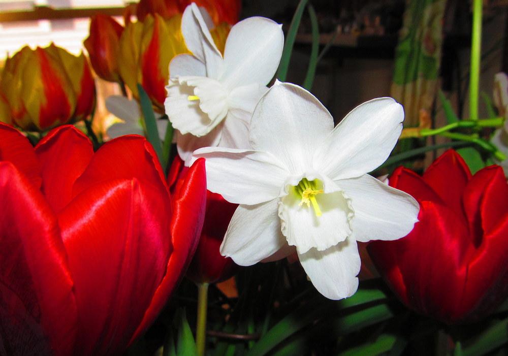 Photo of Triandrus Daffodil (Narcissus 'Niveth') uploaded by jmorth
