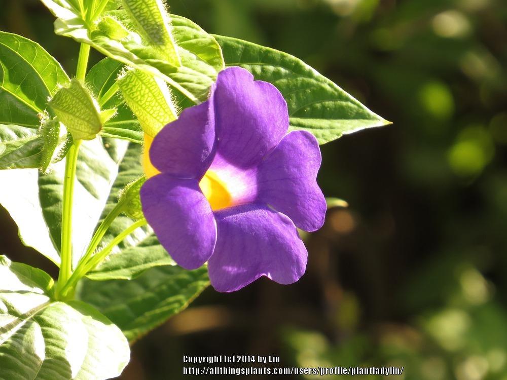 Photo of Blue Glory Vine (Thunbergia battiscombei) uploaded by plantladylin