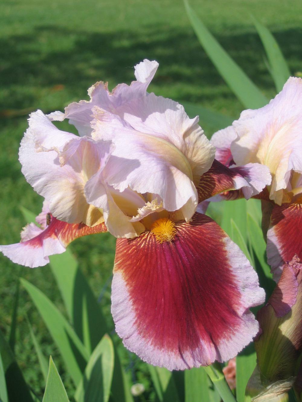 Photo of Tall Bearded Iris (Iris 'Ecstatic Echo') uploaded by tveguy3