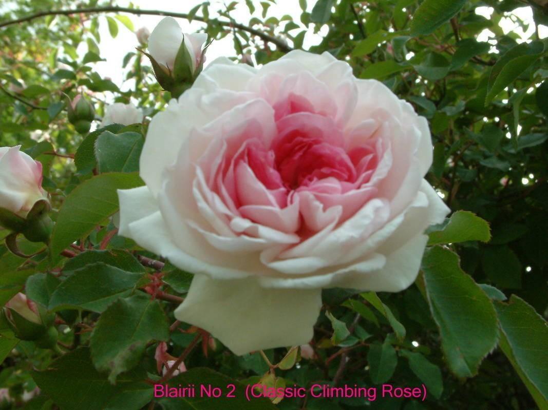 Photo of Rose (Rosa 'Blairii No. 2') uploaded by Calif_Sue