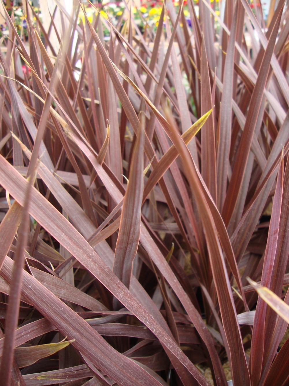 Photo of Cabbage Tree (Cordyline australis 'Red Star') uploaded by Paul2032