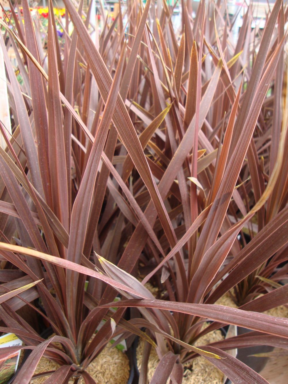 Photo of Cabbage Tree (Cordyline australis 'Red Star') uploaded by Paul2032
