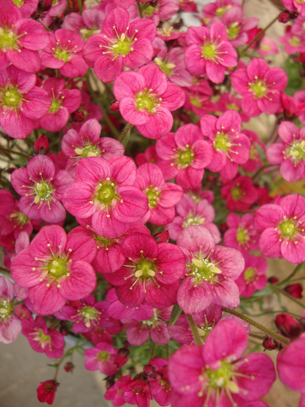 Photo of Mossy Rockfoil (Saxifraga Touran™ Deep Red) uploaded by Paul2032