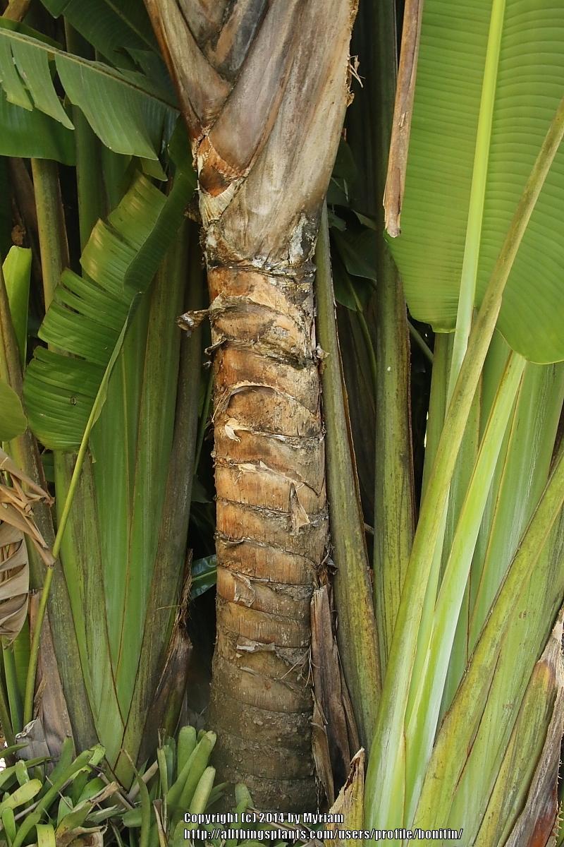 Photo of Travelers Palm (Ravenala madagascariensis) uploaded by bonitin