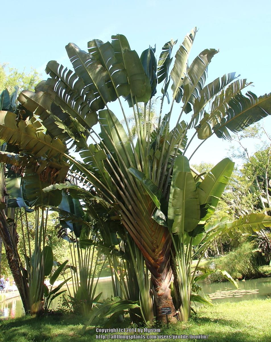 Photo of Travelers Palm (Ravenala madagascariensis) uploaded by bonitin