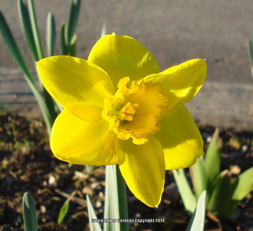 Photo of Large-Cupped Daffodil (Narcissus 'Saint Keverne') uploaded by lovemyhouse