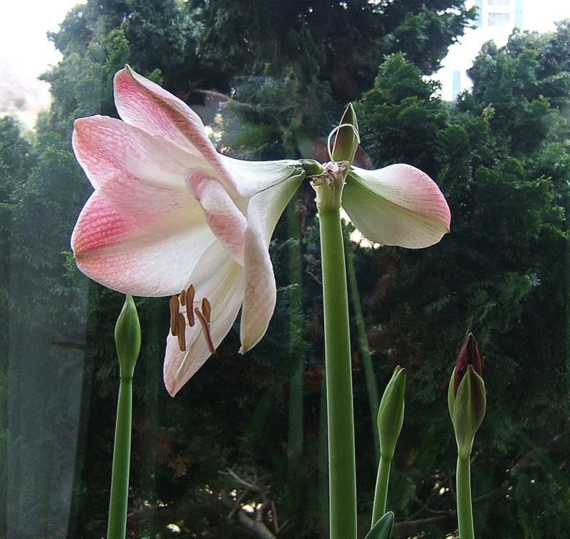 Photo of Amaryllis (Hippeastrum 'Apple Blossom') uploaded by pirl