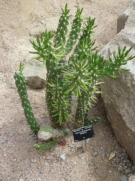 Photo of Eve's Needle Cactus (Austrocylindropuntia subulata) uploaded by robertduval14