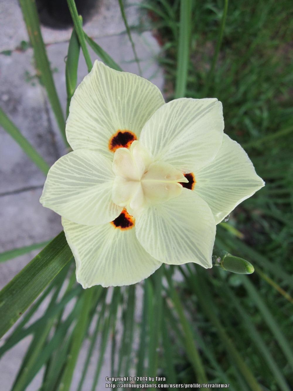 Photo of African Iris (Dietes bicolor) uploaded by terrafirma