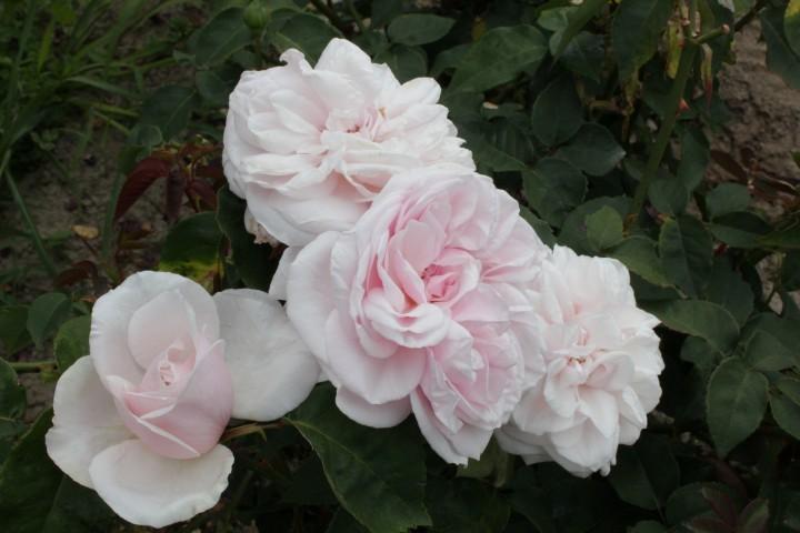 Photo of Rose (Rosa 'Souvenir de la Malmaison, Cl.') uploaded by Calif_Sue