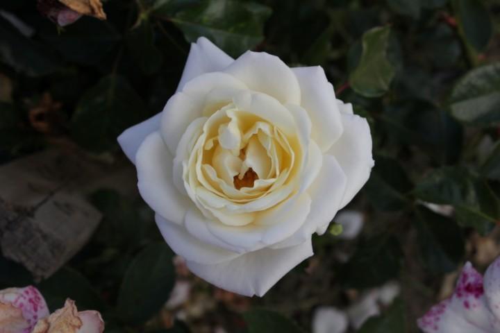 Photo of Rose (Rosa 'White Cockade') uploaded by Calif_Sue