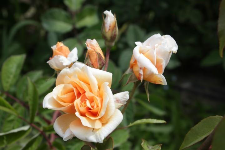 Photo of Rose (Rosa 'Reve d'Or') uploaded by Calif_Sue