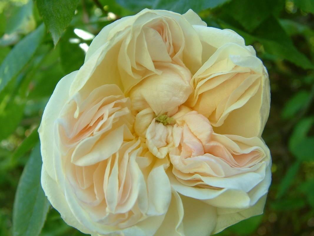 Photo of Rose (Rosa 'Jaune Desprez') uploaded by Calif_Sue