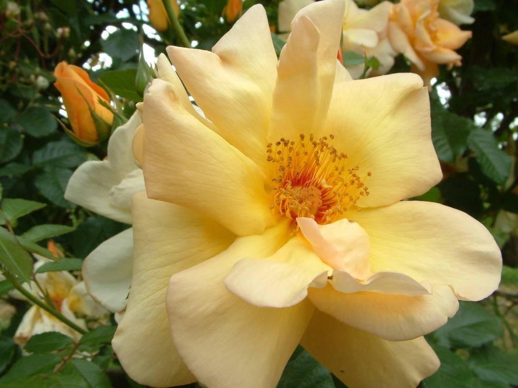 Photo of Rose (Rosa 'Maigold') uploaded by Calif_Sue