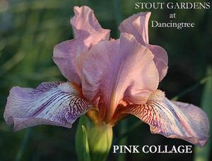 Photo of Intermediate Bearded Iris (Iris 'Pink Collage') uploaded by Calif_Sue