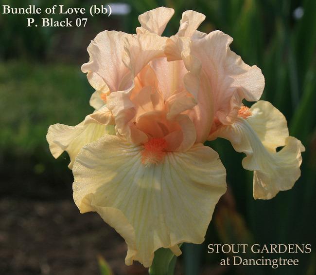 Photo of Border Bearded Iris (Iris 'Bundle of Love') uploaded by Calif_Sue