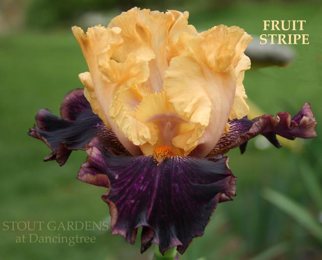Photo of Border Bearded Iris (Iris 'Fruit Stripe') uploaded by Calif_Sue