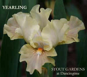 Photo of Standard Dwarf Bearded Iris (Iris 'Yearling') uploaded by Calif_Sue