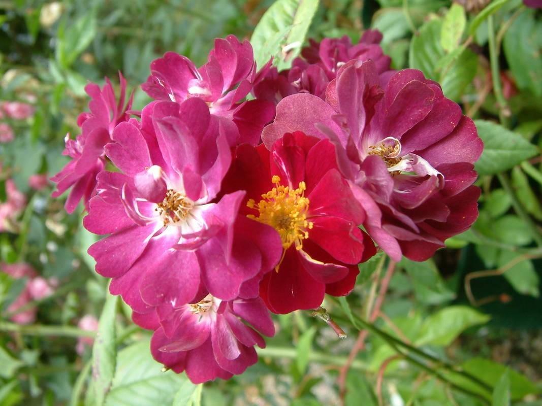 Photo of Rose (Rosa 'Violette') uploaded by Calif_Sue