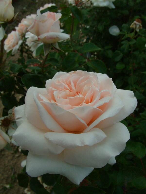 Photo of Rose (Rosa 'Penny Lane') uploaded by Calif_Sue