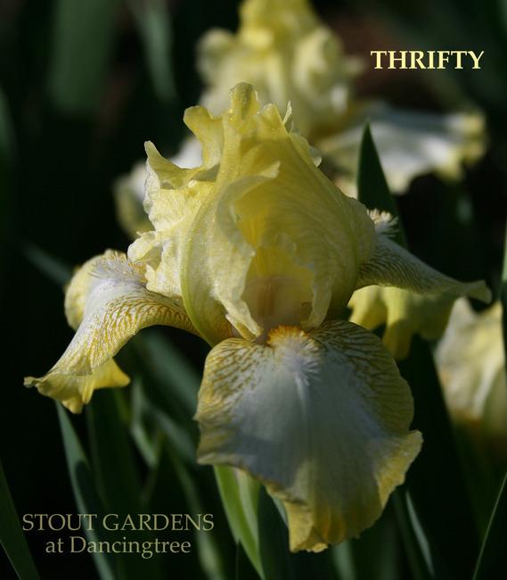 Photo of Standard Dwarf Bearded Iris (Iris 'Thrifty') uploaded by Calif_Sue
