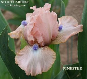 Photo of Standard Dwarf Bearded Iris (Iris 'Pinkster') uploaded by Calif_Sue