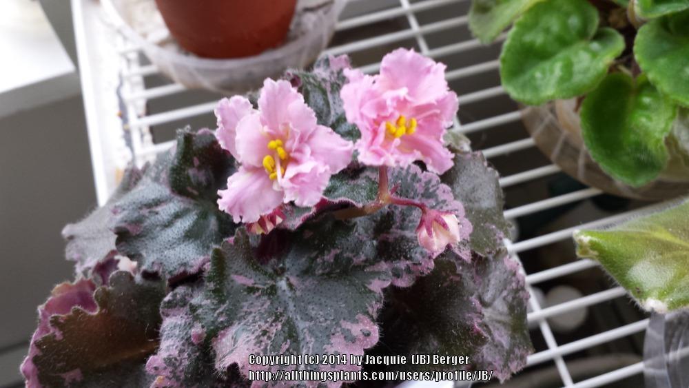Photo of African Violet (Streptocarpus 'Pink Feathers') uploaded by JB
