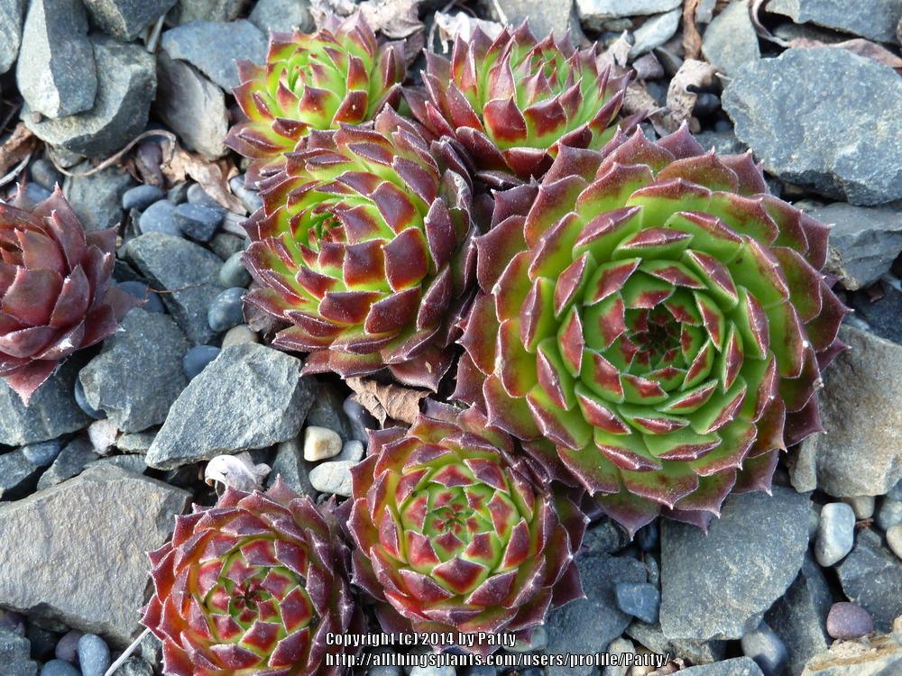 Photo of Hen and Chicks (Sempervivum 'T'Pol') uploaded by Patty