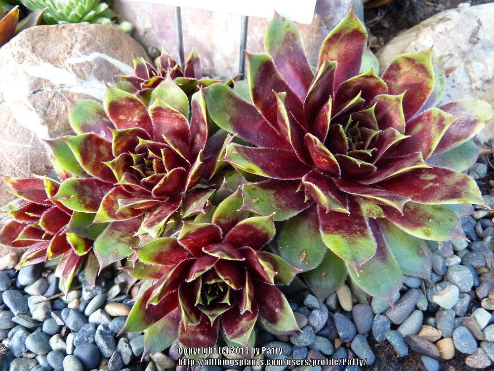 Photo of Hen and Chicks (Sempervivum 'Mulberry Wine') uploaded by Patty
