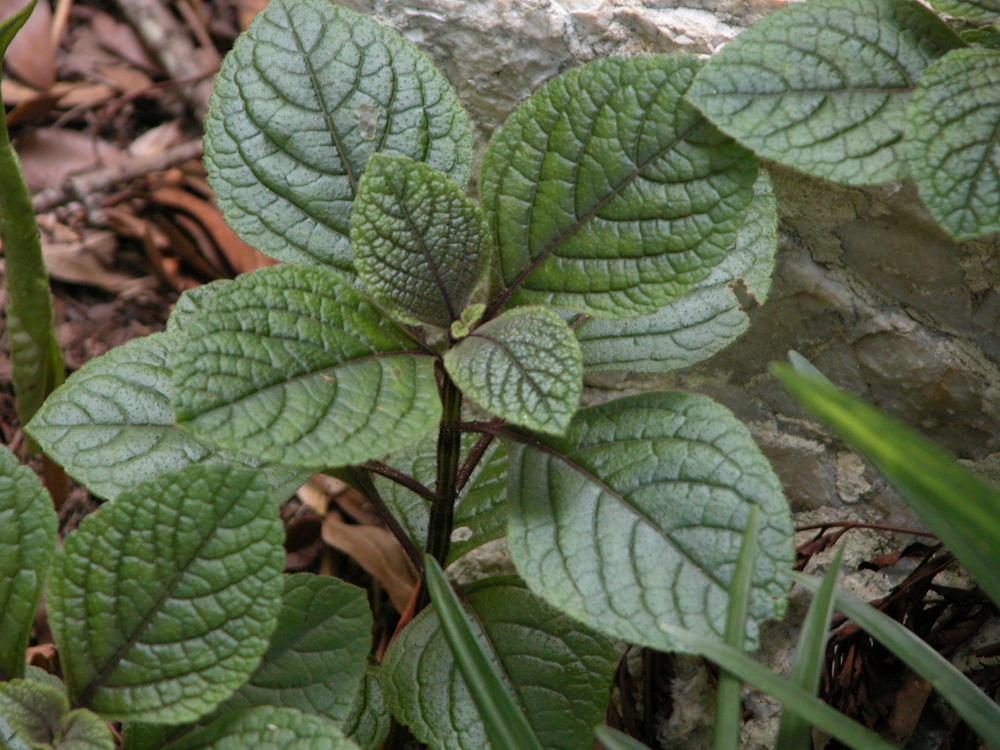 Photo of Speckled Spur Flower (Plectranthus ciliatus) uploaded by Seedfork