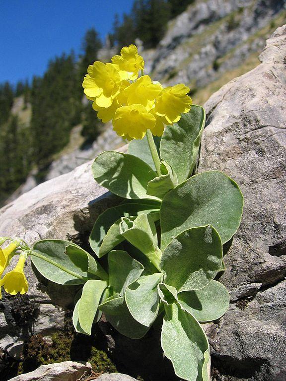 Photo of Primrose (Primula auricula) uploaded by SongofJoy