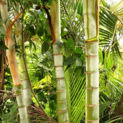 Location: Botanical Garden, Rio de Janeiro, Brazil
Date: 2013-12-07