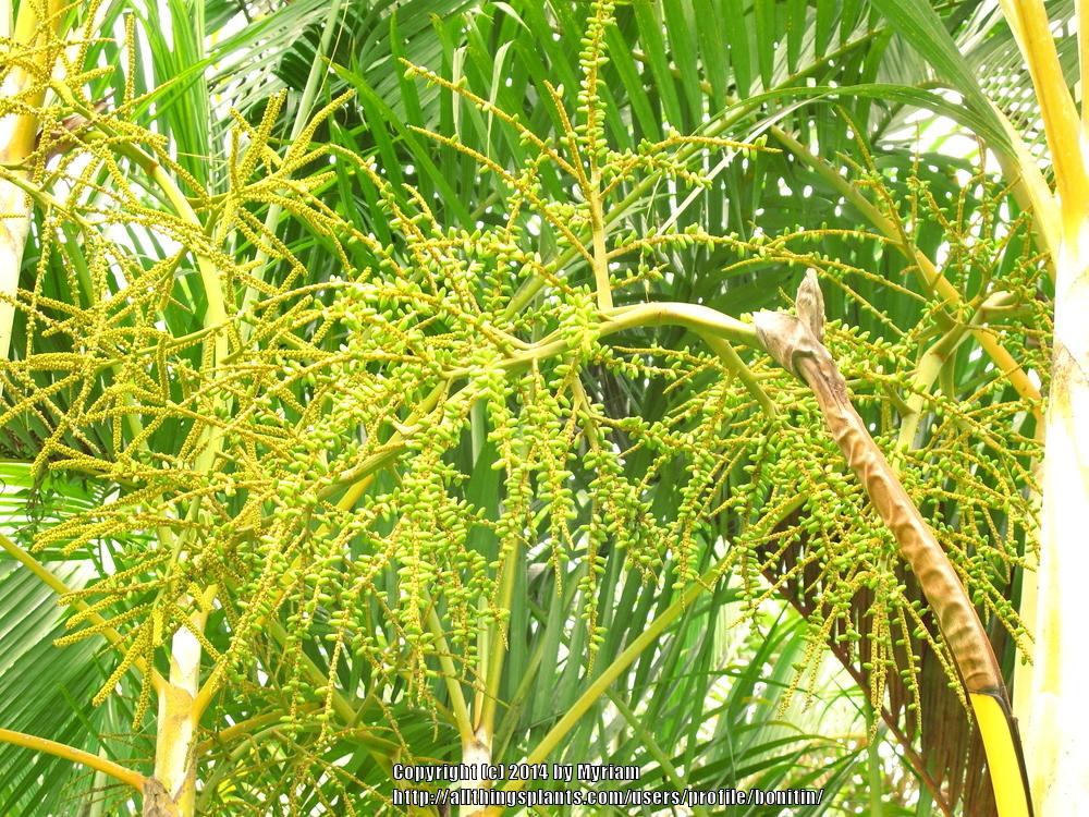 Photo of Areca Palm (Dypsis lutescens) uploaded by bonitin