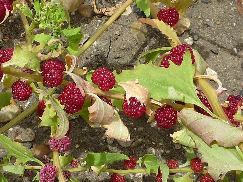 Photo of Strawberry Blite (Blitum capitatum) uploaded by robertduval14