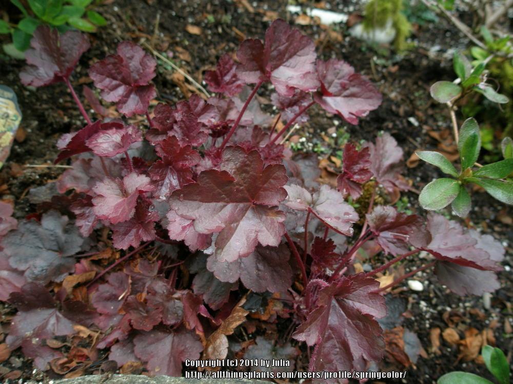 Photo of Coral Bells (Heuchera Little Cuties™ Coco) uploaded by springcolor