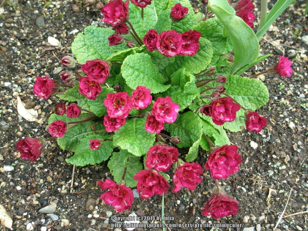 Photo of Primroses (Primula) uploaded by springcolor