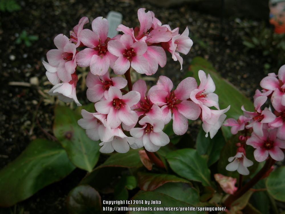 Photo of Bergenia 'Apple Blossom' uploaded by springcolor