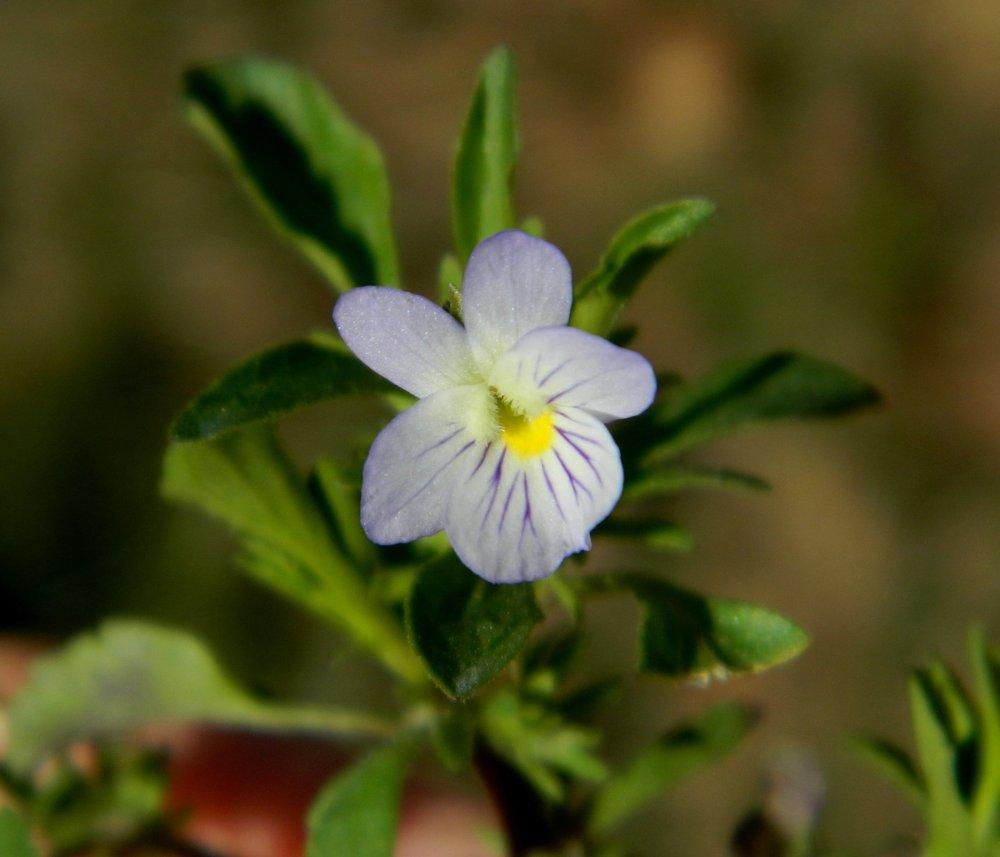 Photo of Field Pansy (Viola bicolor) uploaded by wildflowers
