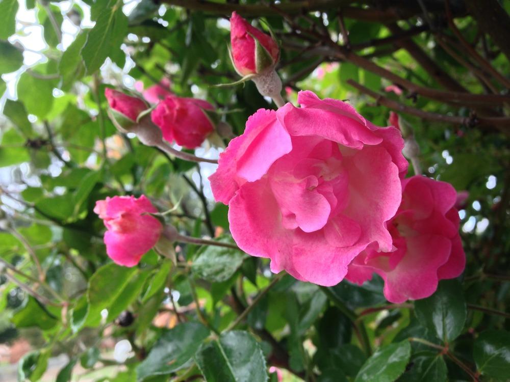 Photo of Rose (Rosa 'La Marne') uploaded by HamiltonSquare