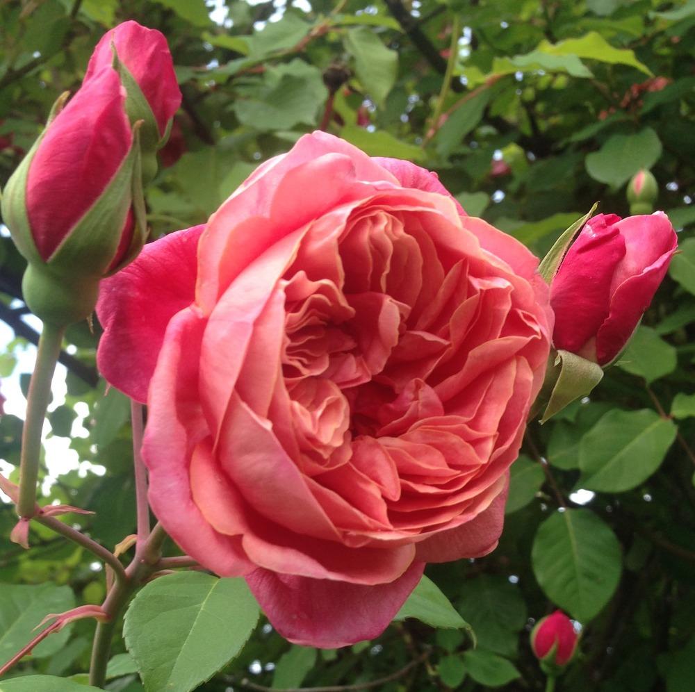 Photo of Tea Rose (Rosa 'Monsieur Tillier') uploaded by HamiltonSquare