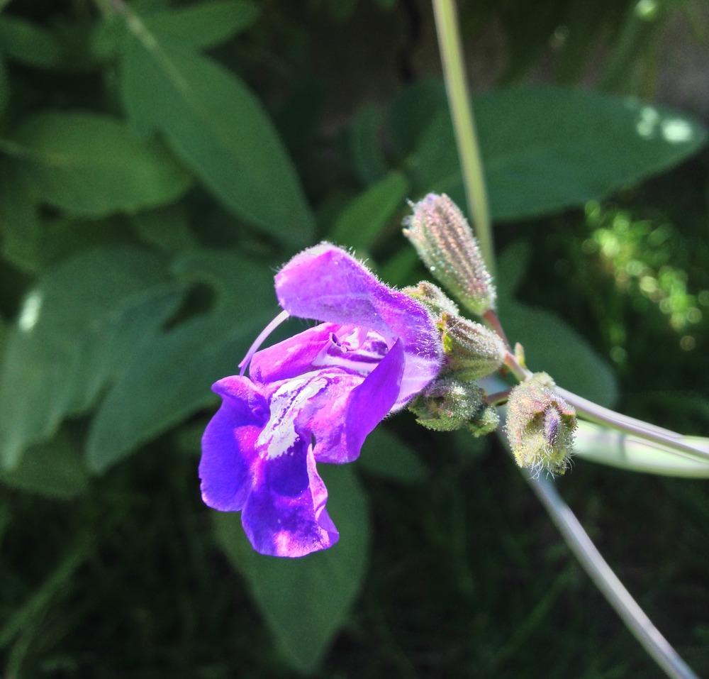 Photo of Salvia (Salvia interrupta) uploaded by HamiltonSquare